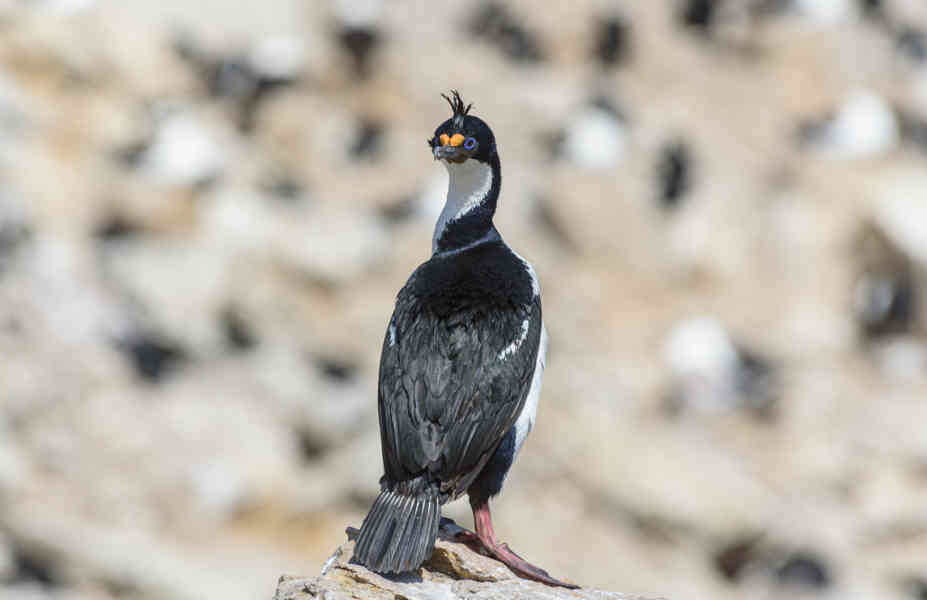 Cormoran Real - islas Falkand o Malvinas 07.jpg